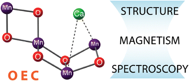 Graphical abstract: Structure of the oxygen-evolving complex of photosystem II: information on the S2 state through quantum chemical calculation of its magnetic properties