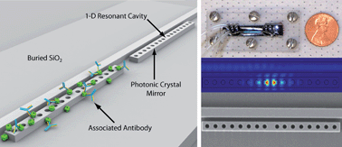 Graphical abstract: A multiplexed optofluidic biomolecular sensor for low mass detection