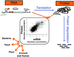 Graphical abstract: Global signatures of protein and mRNA expression levels