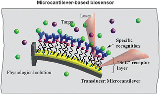 Graphical abstract: Microcantilever-based platforms as biosensing tools