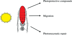 Graphical abstract: Effects of ultraviolet radiation on pigmentation, photoenzymatic repair, behavior, and community ecology of zooplankton