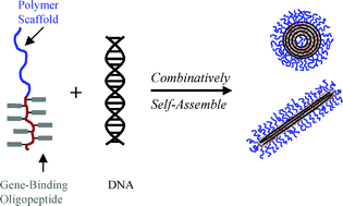 Graphical abstract: Effect of clustered peptide binding on DNA condensation