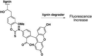 Graphical abstract: Development of novel assays for lignin degradation: comparative analysis of bacterial and fungal lignin degraders