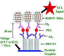 Graphical abstract: Electrochemiluminescent immunosensor for detection of protein cancer biomarkers using carbon nanotube forests and [Ru-(bpy)3]2+-doped silica nanoparticles