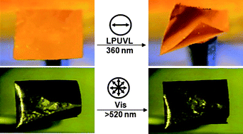 Graphical abstract: Photochromic 3-dimensional actuator based on an uncrosslinked liquid crystal elastomer