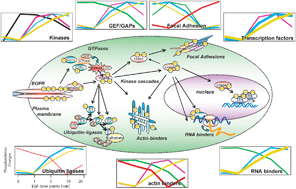Graphical abstract: Receptor tyrosine kinase signaling: a view from quantitative proteomics