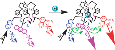 Graphical abstract: Cryptand cage: perfect skeleton for transition metal induced two-step fluorescence resonance energy transfer