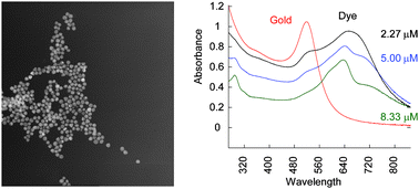 Graphical abstract: The interaction between gold nanoparticles and cationic and anionic dyes: enhanced UV-visible absorption
