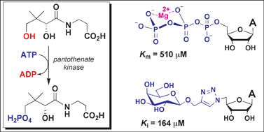 Graphical abstract: Nucleoside triphosphate mimicry: a sugar triazolyl nucleoside as an ATP-competitive inhibitor of B. anthracispantothenate kinase