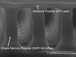 Graphical abstract: Reversible dry micro-fibrillar adhesives with thermally controllable adhesion