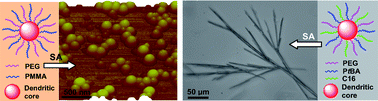 Graphical abstract: Facile synthesis and self-assembly of multihetero-arm hyperbranched polymer brushes