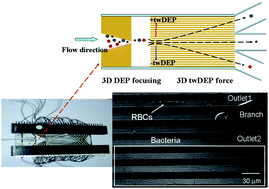 Graphical abstract: A continuous high-throughput bioparticle sorter based on 3D traveling-wave dielectrophoresis
