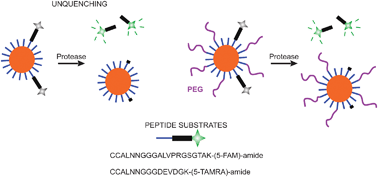 Graphical abstract: PEGylation modulates the interfacial kinetics of proteases on peptide-capped gold nanoparticles