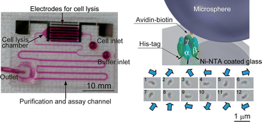 Graphical abstract: Sequential processing from cell lysis to protein assay on a chip enabling the optimization of an F1-ATPase single molecule assay condition