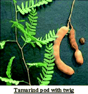 Graphical abstract: Tamarind xyloglucan: a polysaccharide with versatile application potential