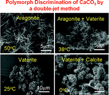 Graphical abstract: Template-free polymorph discrimination and synthesis of calcium carbonate minerals