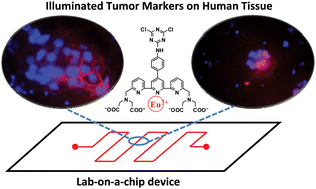 Graphical abstract: Time-resolved lanthanide luminescence for lab-on-a-chip detection of biomarkers on cancerous tissues