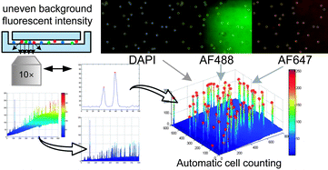 Graphical abstract: Rapid automated cell quantification on HIV microfluidic devices