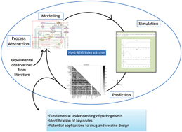 Graphical abstract: A systems perspective of host–pathogen interactions: predicting disease outcome in tuberculosis