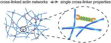 Graphical abstract: Structure and dynamics of cross-linked actin networks