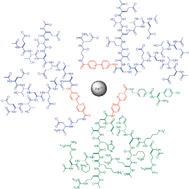 Graphical abstract: Remote control of bipyridine–metal coordination within a peptide dendrimer