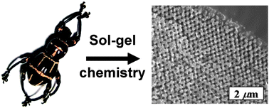 Graphical abstract: Study of natural photonic crystals in beetle scales and their conversion into inorganic structures via a sol–gel bio-templating route