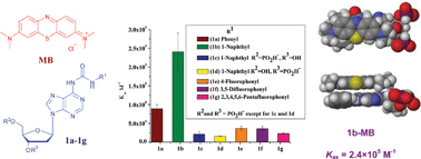 Graphical abstract: Molecular recognition of cationic phenothiazinium and phenoxazinium dyes with π-extended 2′-deoxyadenosine nucleotides