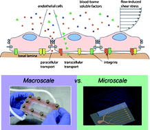 Graphical abstract: Macro- and microscale fluid flow systems for endothelial cell biology
