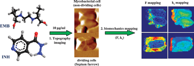 Graphical abstract: In situ, real-time tracking of cell wall topography and nanomechanics of antimycobacterial drugs treated Mycobacterium JLS using atomic force microscopy