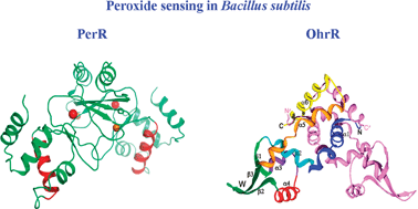 Graphical abstract: PerR vs OhrR: selective peroxide sensing in Bacillus subtilis