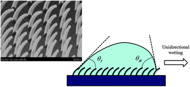 Graphical abstract: Unidirectional wetting and spreading on stooped polymer nanohairs