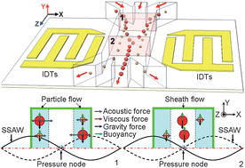 Graphical abstract: Continuous particle separation in a microfluidic channelvia standing surface acoustic waves (SSAW)