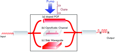 Graphical abstract: Ultrafast optical gain switch in organic photonic devices
