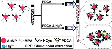 Graphical abstract: Visual and colorimetric detection of Hg2+ by cloud point extraction with functionalized gold nanoparticles as a probe