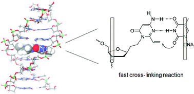 Graphical abstract: Formation of highly selective and efficient interstrand cross-linking to thymine without photo-irradiation
