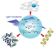Graphical abstract: Photoactive molecules for applications in molecular imaging and cell biology