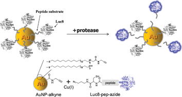 Graphical abstract: Bioluminescent nanosensors for protease detection based upon gold nanoparticle–luciferase conjugates