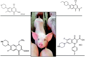 Graphical abstract: Fluoroquinolone antibiotics determination in piggeries environmental waters
