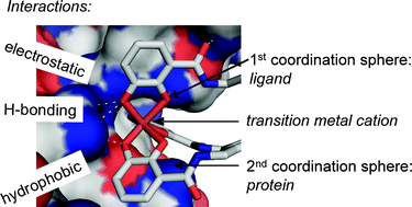 Graphical abstract: Supramolecular interactions between functional metal complexes and proteins