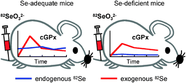 Graphical abstract: Dynamic pathways of selenium metabolism and excretion in mice under different selenium nutritional statuses
