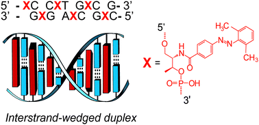 Graphical abstract: An interstrand-wedged duplex composed of alternating DNA base pairs and covalently attached intercalators