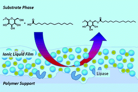 Graphical abstract: Ionic liquid-coated immobilized lipase for the synthesis of methylglucose fatty acid esters