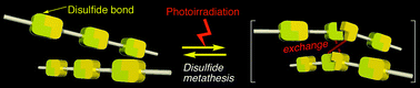 Graphical abstract: A dynamic covalent polymer driven by disulfide metathesis under photoirradiation