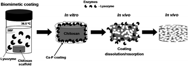 Graphical abstract: Responsive and in situ-forming chitosan scaffolds for bone tissue engineering applications: an overview of the last decade