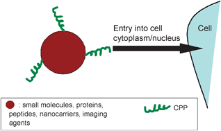 Graphical abstract: Intracellular transduction using cell-penetrating peptides