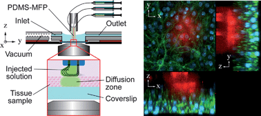 Graphical abstract: Chamber and microfluidic probe for microperfusion of organotypic brain slices