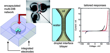 Graphical abstract: Physical encapsulation of droplet interface bilayers for durable, portable biomolecular networks
