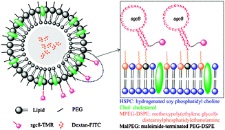 Graphical abstract: A liposome-based nanostructure for aptamer directed delivery
