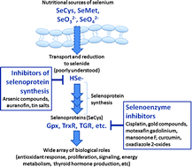 Graphical abstract: Targeting selenium metabolism and selenoproteins: Novel avenues for drug discovery