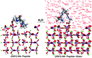 Graphical abstract: Modelling the interaction of a Hyp-Pro-Gly peptide with hydroxyapatite surfaces in aqueous environment